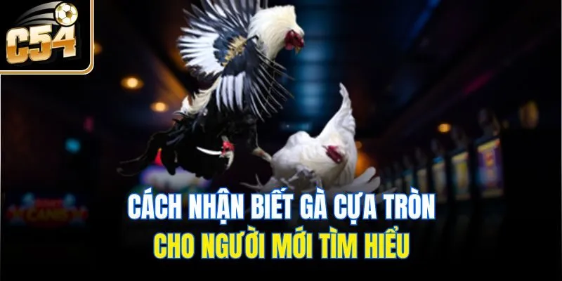 Cách nhận biết gà cựa tròn cho người mới tìm hiểu