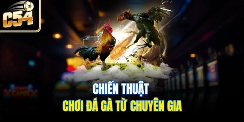 Chiến thuật chơi đá gà từ chuyên gia