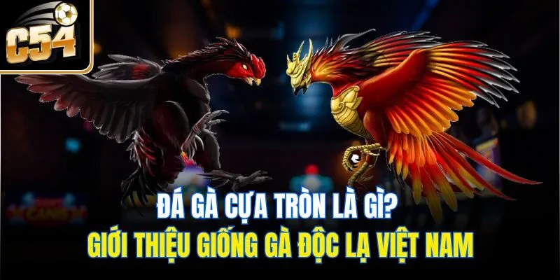 Đá Gà Cựa Tròn Là Gì? Giới Thiệu Giống Gà Độc Lạ Việt Nam