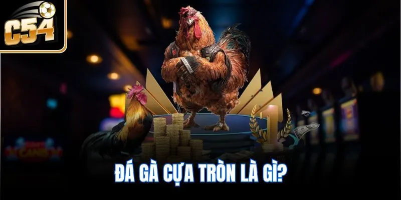 Đá gà cựa tròn là gì?
