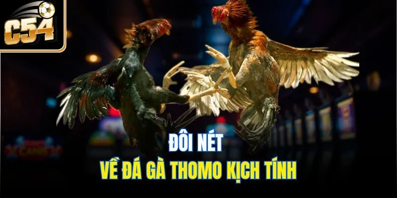 Đôi nét về đá gà Thomo kịch tính