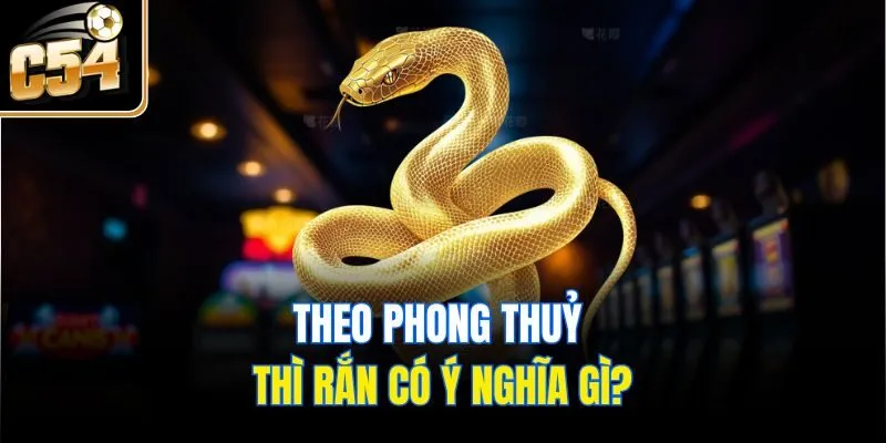 Theo phong thuỷ thì rắn có ý nghĩa gì?